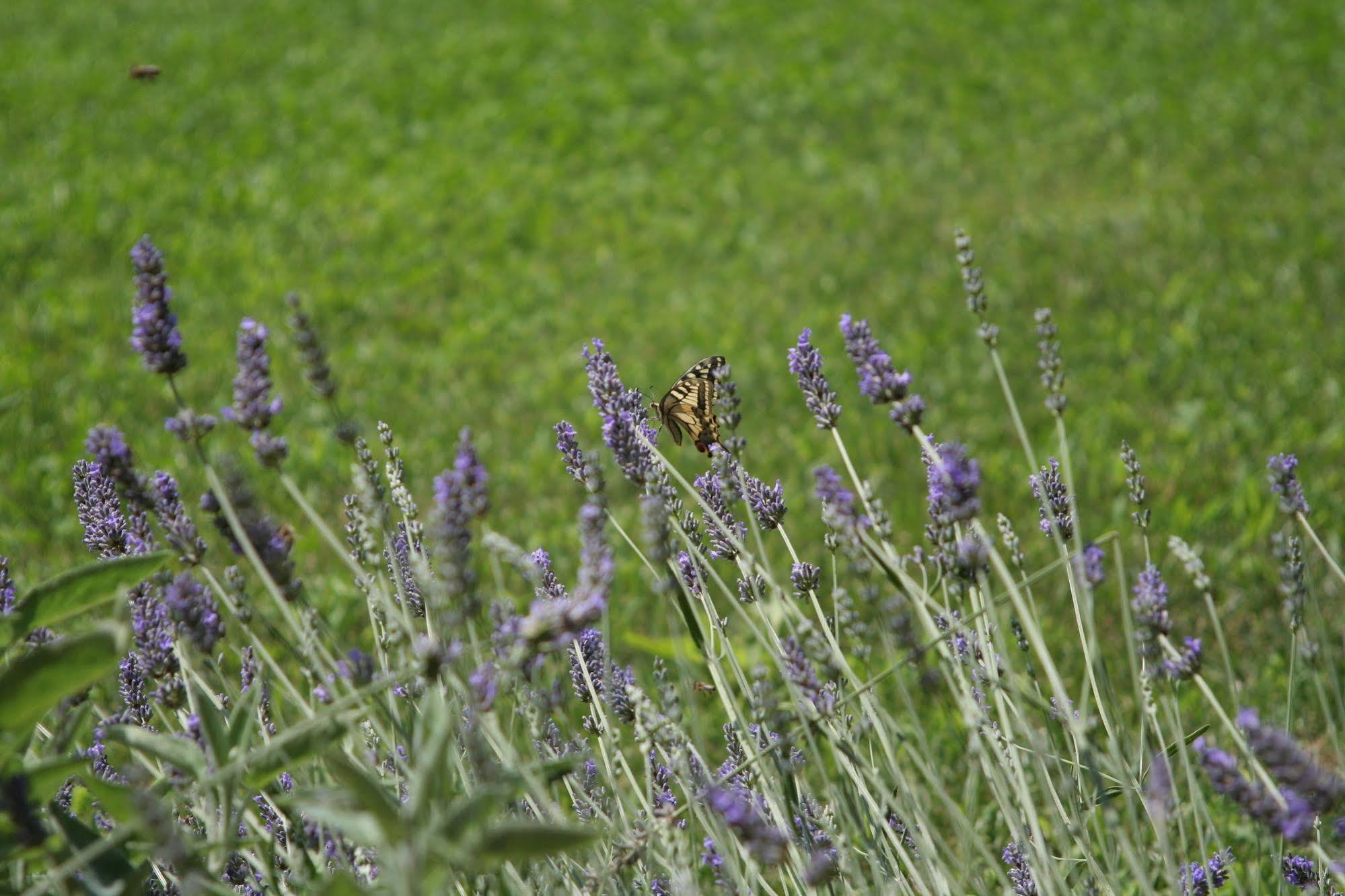 Gattico Agriturismo Altana Del Motto Rosso מראה חיצוני תמונה